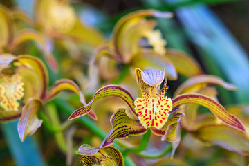 Cymbidium tracyanum, beautiful forest orchid in rainseason.