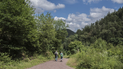 Obraz premium Wandern im Pläzer Wald