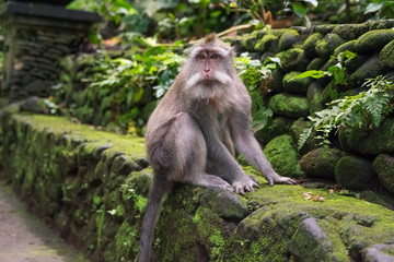 Naklejka na ściany i meble monkey looking straight in national park in monkey forest in bali. ubud. indonesia