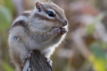 口を押さえるシマリス