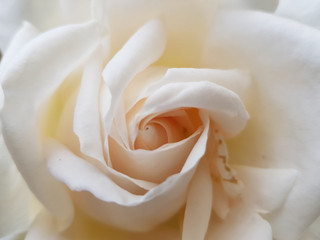 rosa bianca