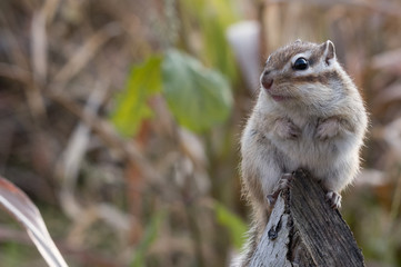 辺りを見渡すシマリス