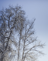 Eagles in the treetops