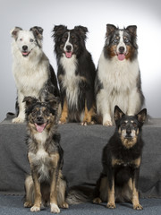 Group of dogs in a studio. Australian shepherd dogs. Image taken in a studio with white background.