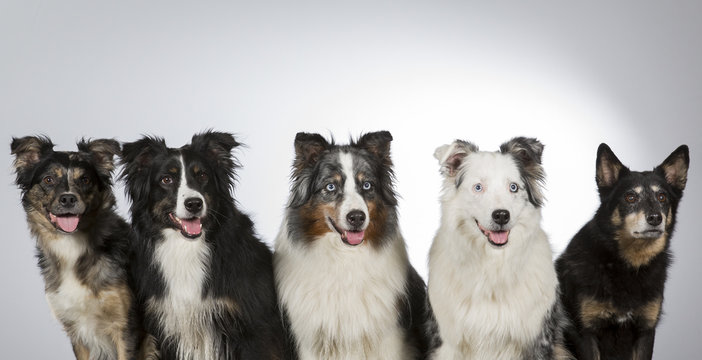 Group of dogs in a studio. Australian shepherd dogs. Image taken in a studio with white background. Panorama image.