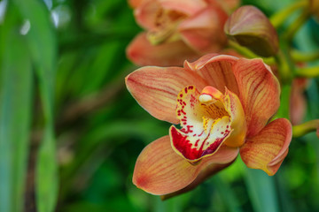 Fototapeta na wymiar Beautiful forest orchid in rainseason.