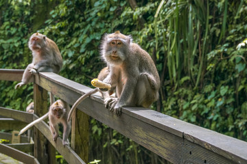baby monkey  looking in national park in monkey forest in bali. ubud. indonesia
