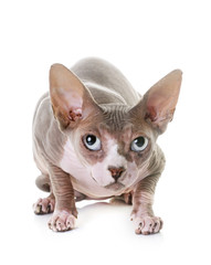 sphinx cat in studio