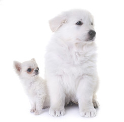 puppy White Swiss Shepherd Dog and puppy chihuahua