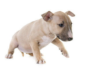 miniature bull terrier