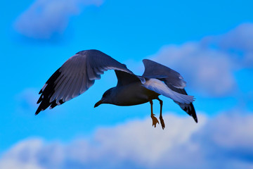 Seagull Bird on Coast of Water Lake Superior Michigan