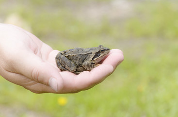 Grass frog (Rana temporaria) sits on the hand of the man. The frog is on the humans hand.