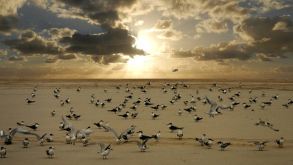 Fototapeta na wymiar Bird on a beach at the sunrise, All'alba