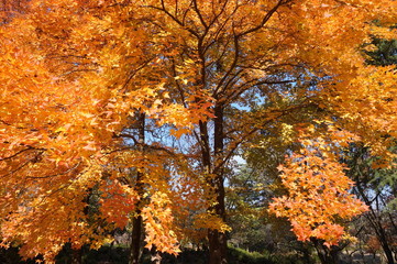 楓の紅葉