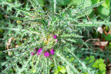 Thistle plant