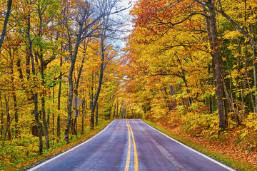 Obraz premium Fall Road in Michigan All Yellow Trees