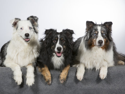 Australian shepherd dog group. Portrait taken in a studio with white background. Three dogs, colorful eyes.