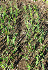 Plot of young Onions