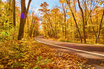Obraz premium Fall Road in Michigan All Yellow Trees