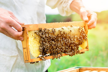 Beekeeper holding a honeycomb full of bees. Beekeeper inspecting honeycomb frame at apiary....
