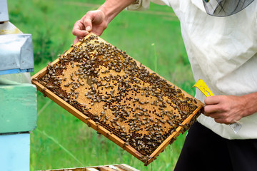 Beekeeper holding a honeycomb full of bees. Beekeeper in protective workwear inspecting honeycomb...