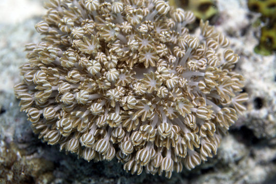 underwater world - soft coral on the reef