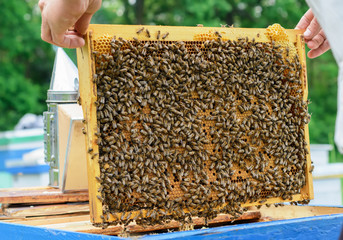 Beekeeper holding a honeycomb full of bees. Beekeeping concept.