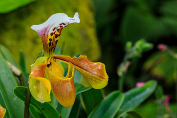 Paphiopedilum, (Lady'slipper), beautiful forest orchid in rainseason.