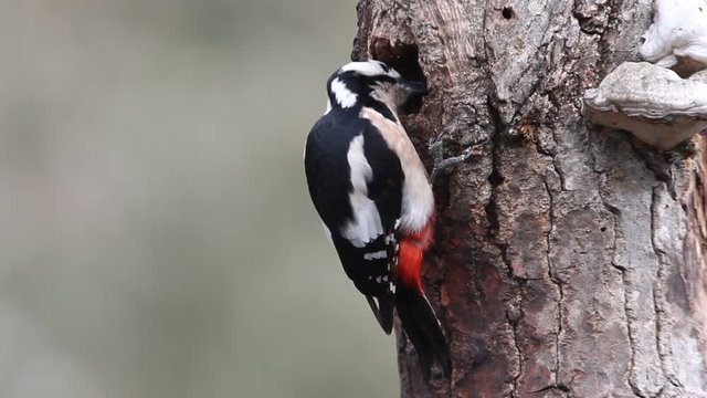 Great spotted woodpecker. Dendrocopos major