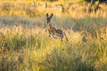 Jumping Antelope