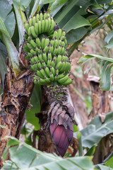 Fototapeta premium Dessertbanane - Fruchtstand an der Staude