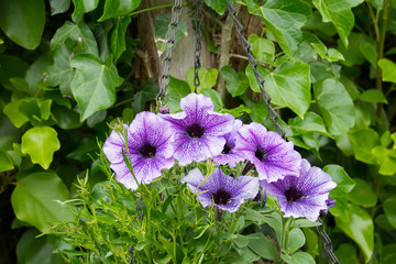 Petunias in Hanging Basket