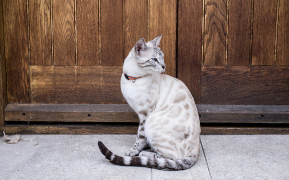 White Bengal cat, a domestic cat breed with blue eyes wearing cat collar bell, sitting outside in front of a door