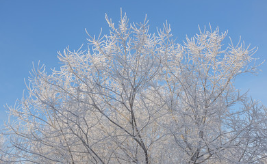 Hoarfrost on the branches of trees