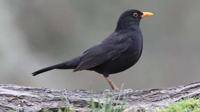 Common blackbird. Turdus merula