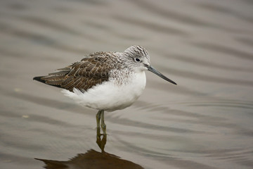 Obraz premium ritratto di pantana,Tringa nebularia, nello stagno