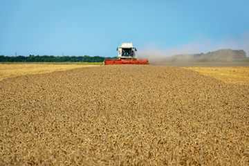 Obraz premium Combine harvester in action on wheat field.