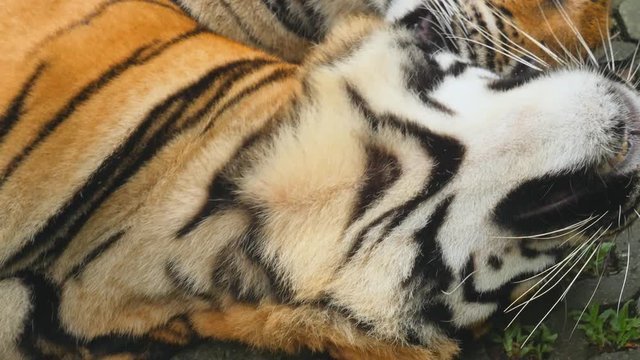 Two big pussies licking each other, closeup tigers shot