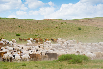 Obraz premium flock of sheep and goats