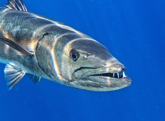 Barracuda