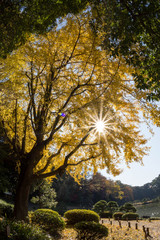 陽射しを浴びる銀杏