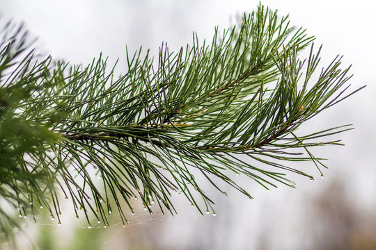Fototapeta Pine tree needles with water drops close-up