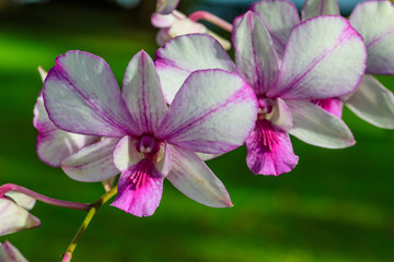 Beautiful orchid in the garden.