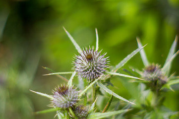 Thistle plant