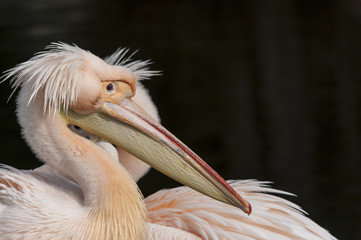 Pelikan, genauer: Rosapelikan (Pelecanus onocrotalus)