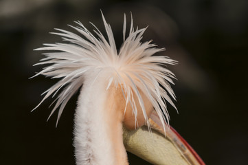 Pelikan, genauer: Rosapelikan (Pelecanus onocrotalus)