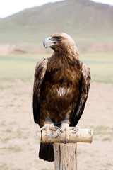 Golden Eagle. Aquila chrysaetos.