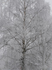 White, frosted trees in winter