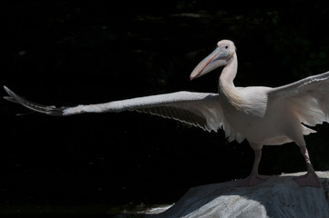 Pelikan, genauer: Rosapelikan (Pelecanus onocrotalus)