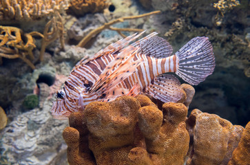 Red lionfish or Common Lionfish (Pterois volitans)